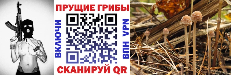 купить наркоту Мостовской Галлюциногенные грибы GOLDEN TEACHER